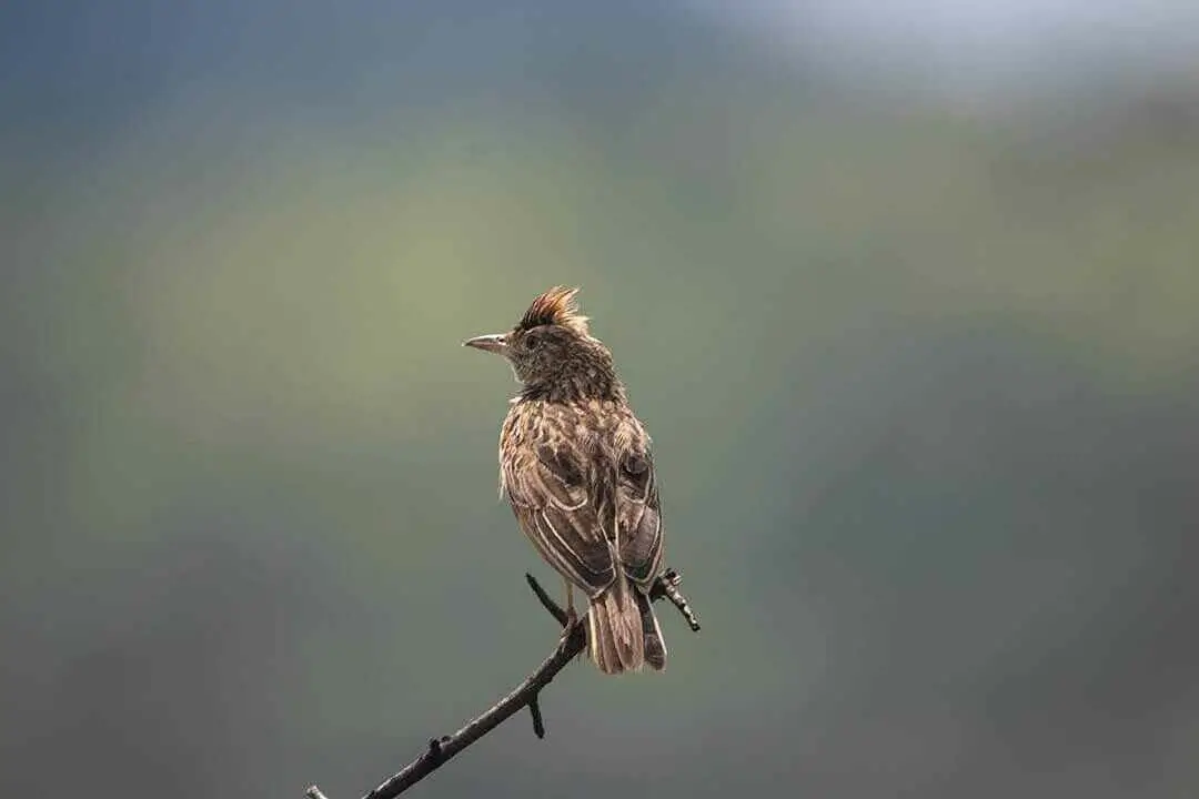 Rufous-naped Lark